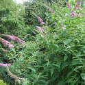 Buddleja davidii 'Fascination' P3